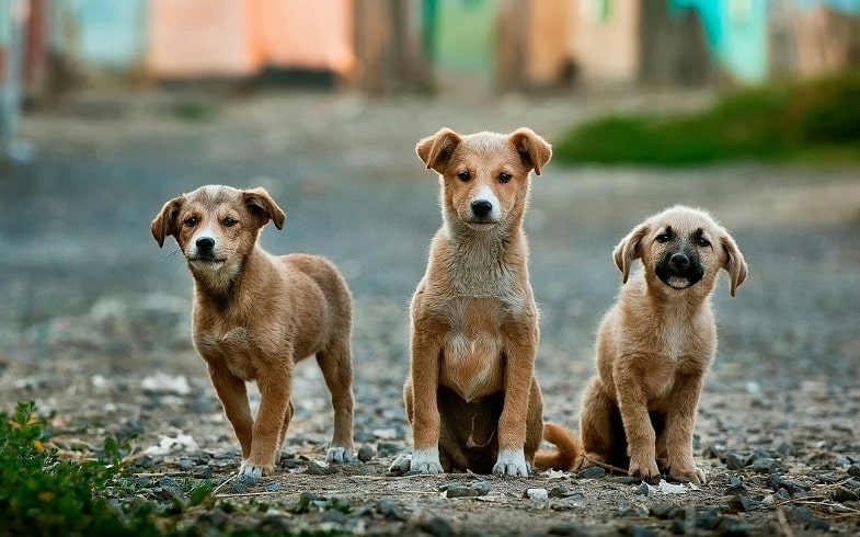 E-Liquids und hunde